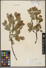 Foto von Salix hastata L.